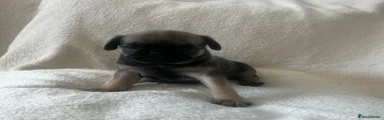 Pug 1