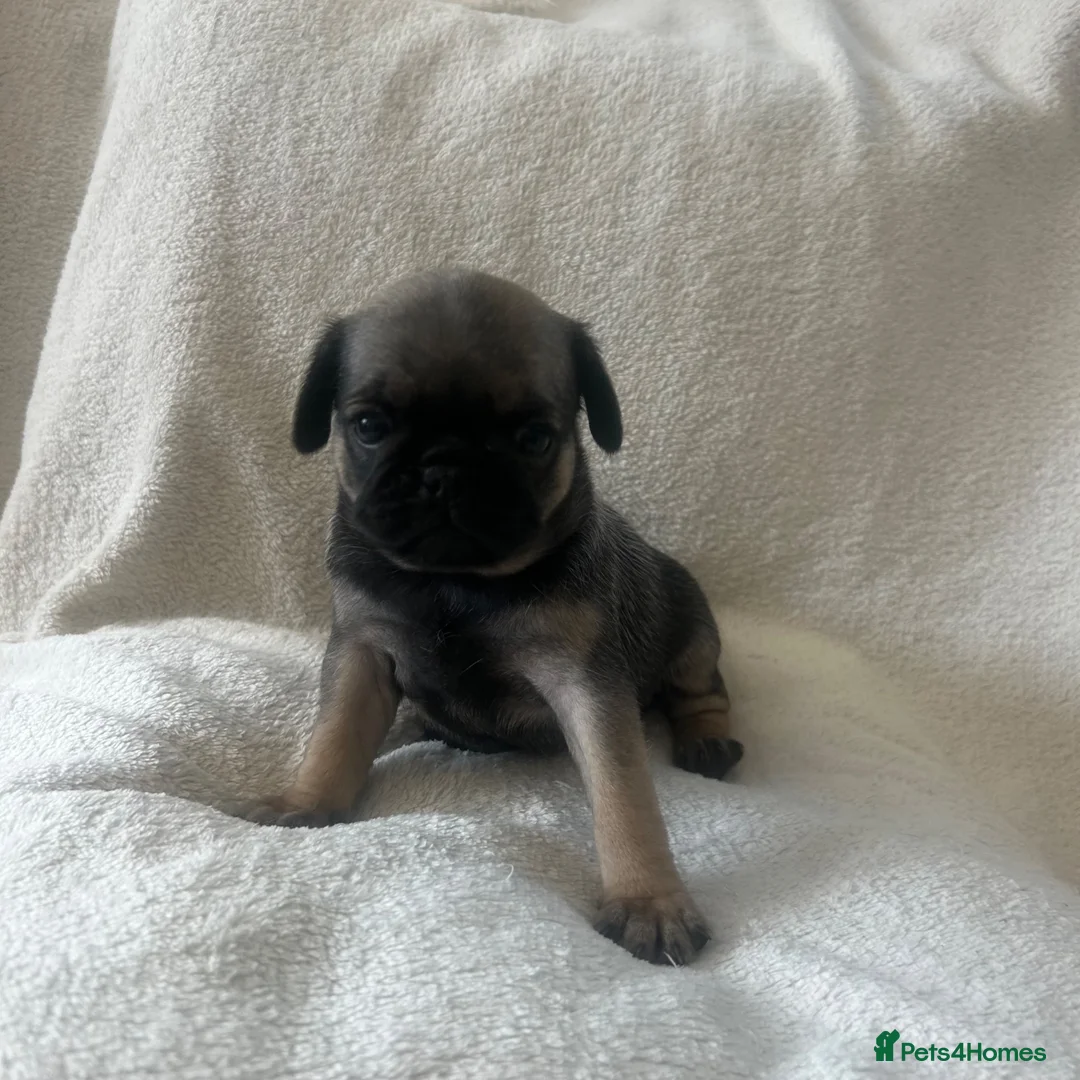 Pug dogs for sale: Miniature pugs for sale  - Advert 4