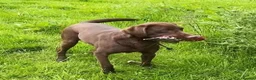 Labrador Retriever dogs for sale: Choc & Yellow Labs Waiting list open 202 DNA KC - Advert 7