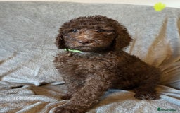 Labradoodle dogs for sale:  Standard Labradoodle puppies  - Image 10
