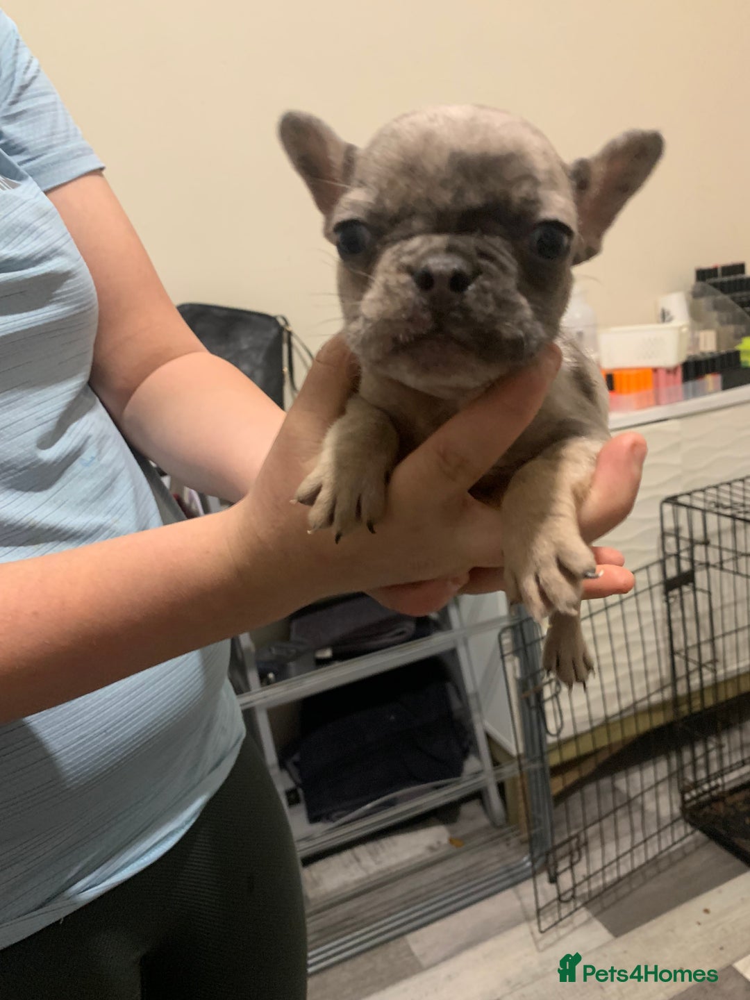 French Bulldog dogs for sale: French bulldogs  - Advert 7