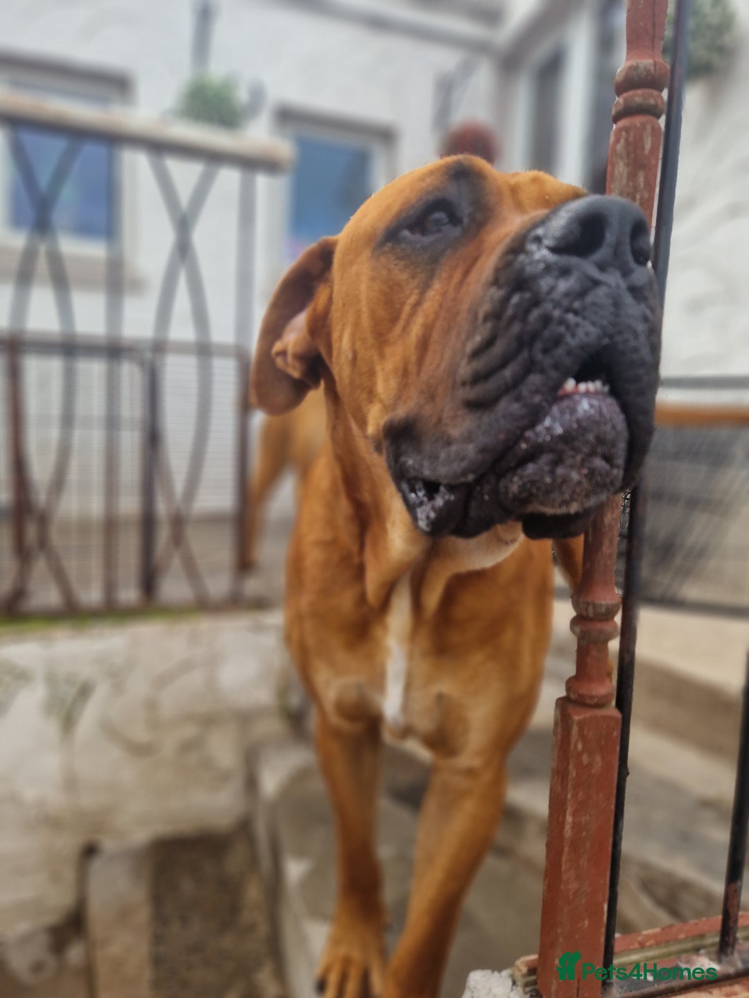 Mixed Breed dogs for stud: Big Lad for Stud - Image 9