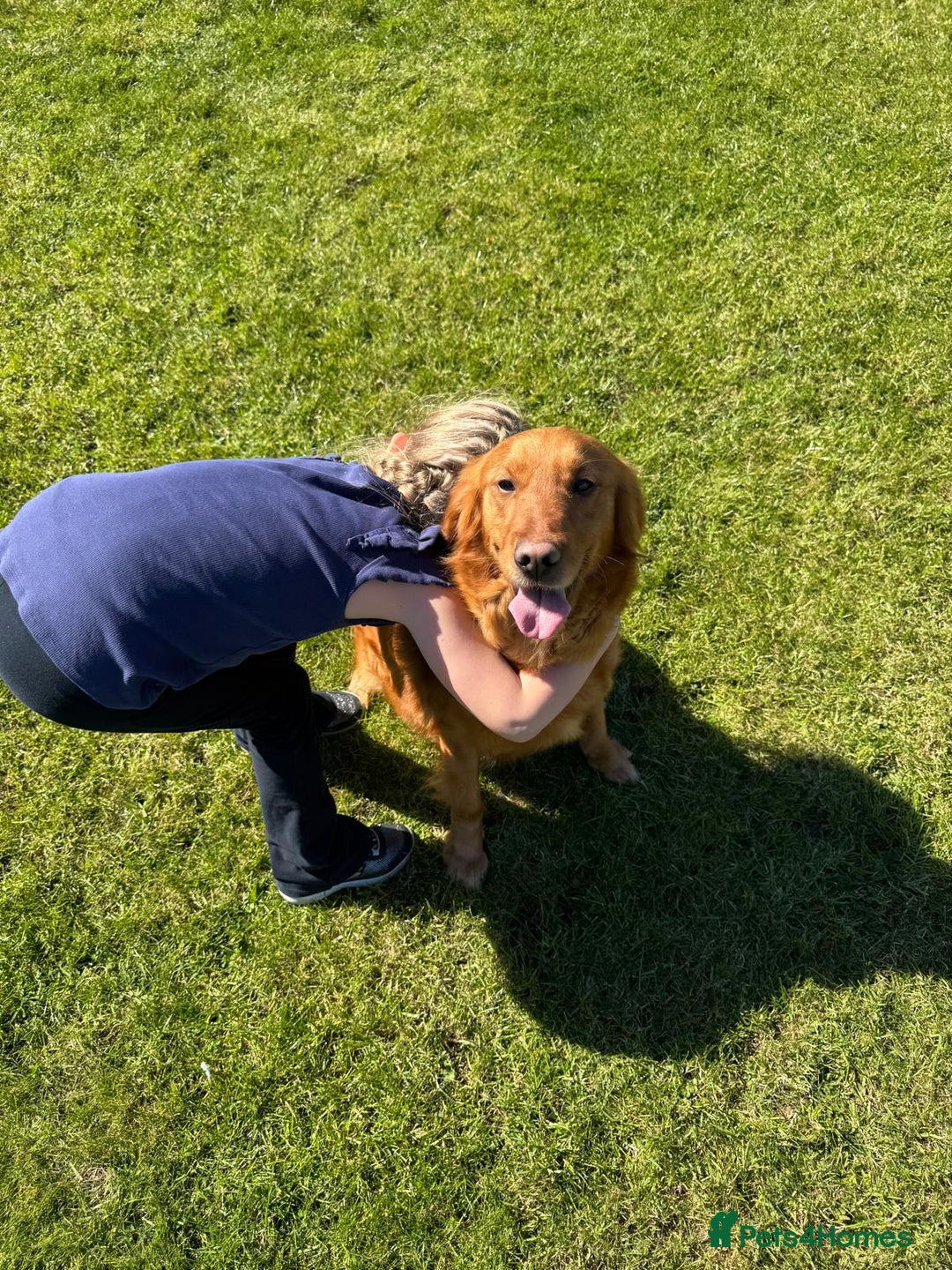 Golden Retriever dogs for sale: ⭐ DARK golden retriever puppies 🐶  - Image 6