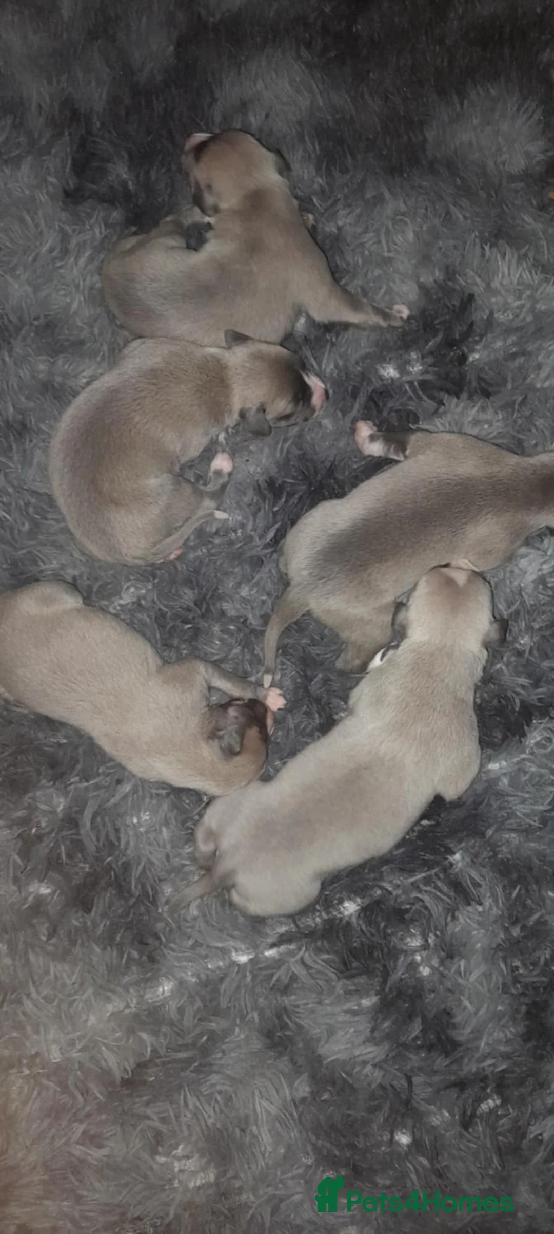 Whippet dogs for sale: Whippet pups  - Advert 3