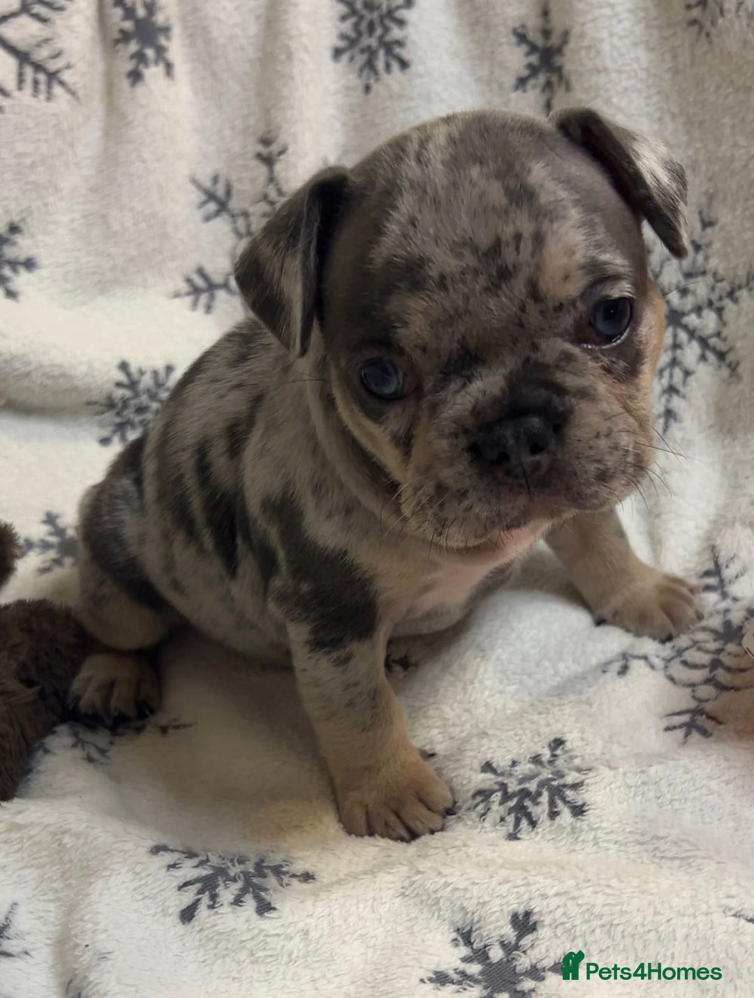 French Bulldog dogs for sale: Gorgeous French Bulldog Puppies - Advert 21