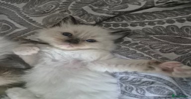 Ragdoll cats - Advert 8