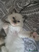 Ragdoll cats - Advert 13