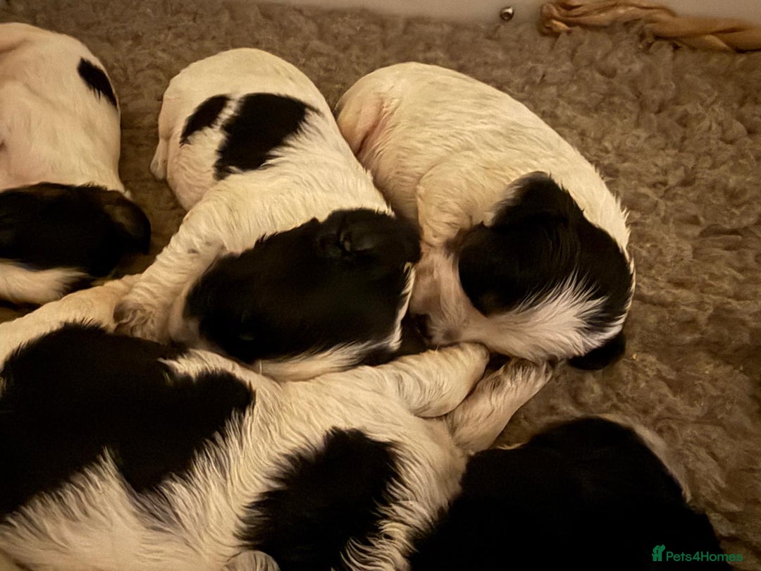 Cocker Spaniel dogs for sale: Blue roan kc register health tested pups - Advert 4