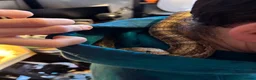 Corn Snake reptiles for sale: Corn Snake looking for a new home in Derby - Advert 6
