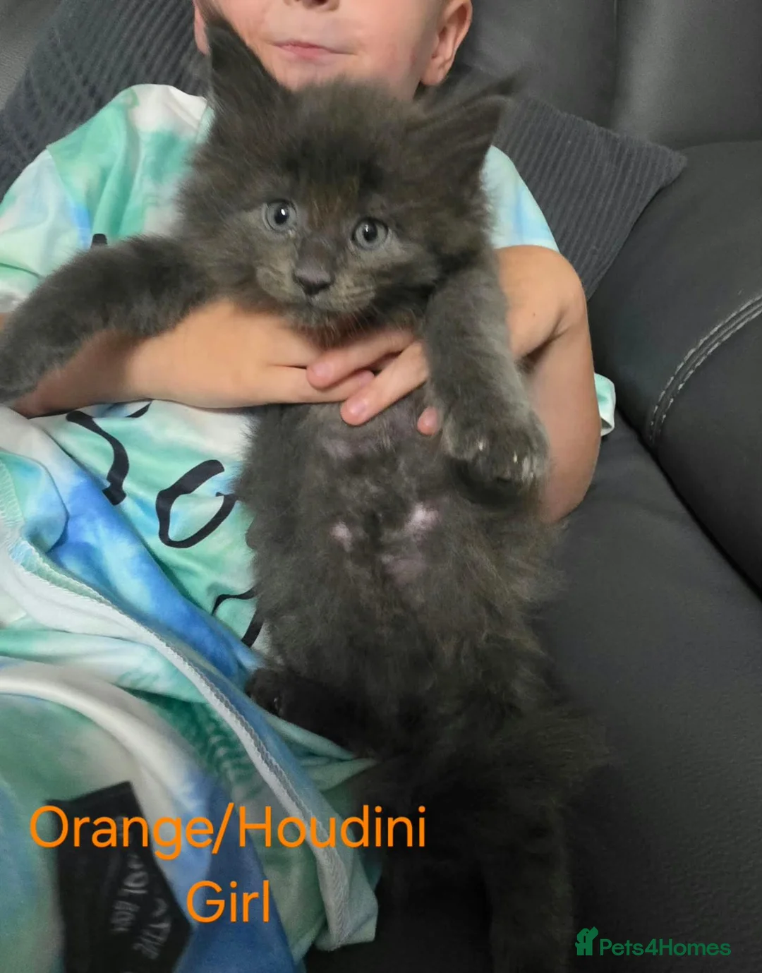 Maine Coon cats for sale: Beautiful female Mainecoon kitten - Advert 2