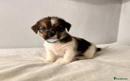 Mixed Breed dogs for sale: Stunning Jack tzu puppies. Jack Russell x Shih Tzu - Image 12