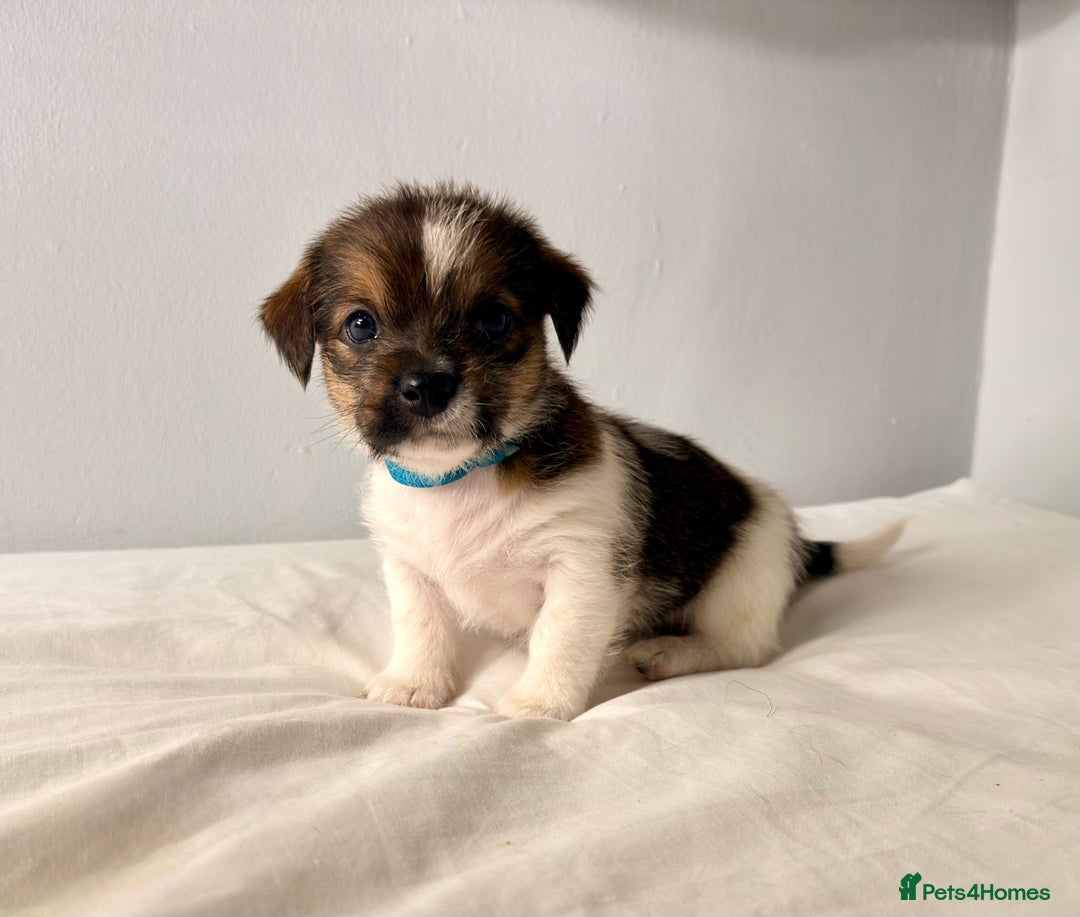 Mixed Breed dogs for sale: Stunning Jack tzu puppies. Jack Russell x Shih Tzu - Image 12