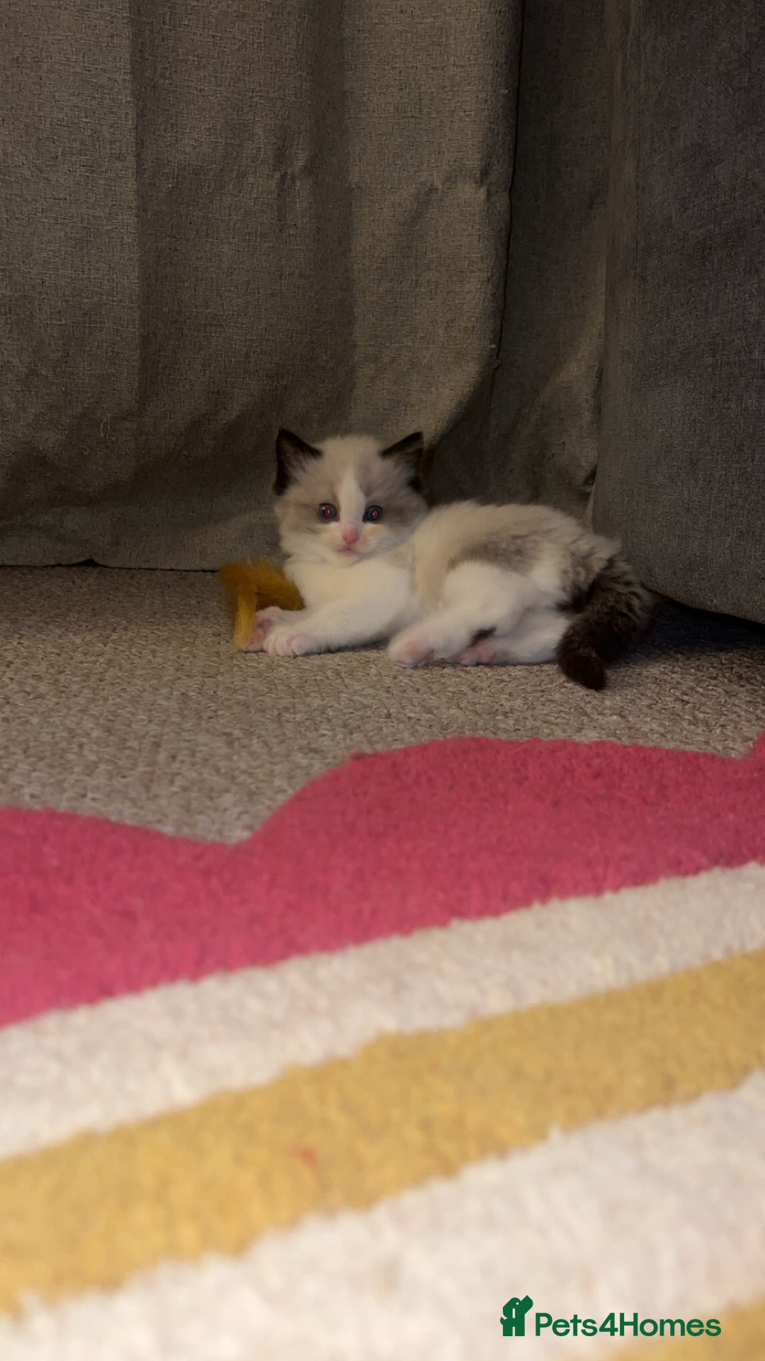 Ragdoll cats for sale: 1 male purebred Ragdoll - Advert 3