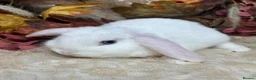 Mini Lop rabbits for sale: Mini lop female  - Advert 3