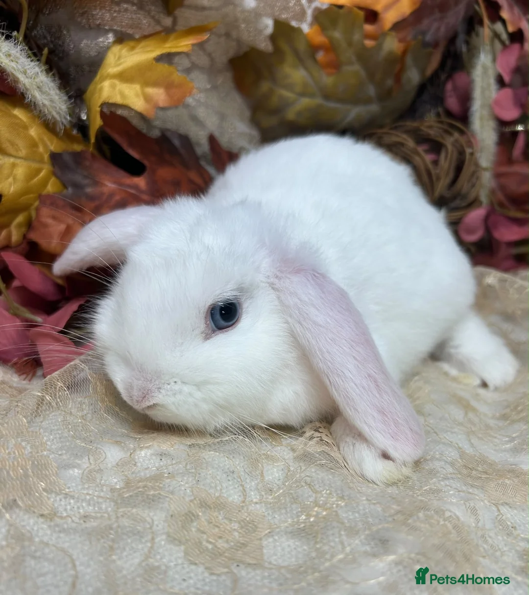Mini Lop rabbits for sale: Mini lop female  - Advert 3