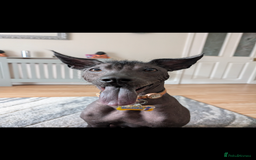 Mexican Hairless dogs for stud: Rollie the Xoloitzcuntle - Image 4