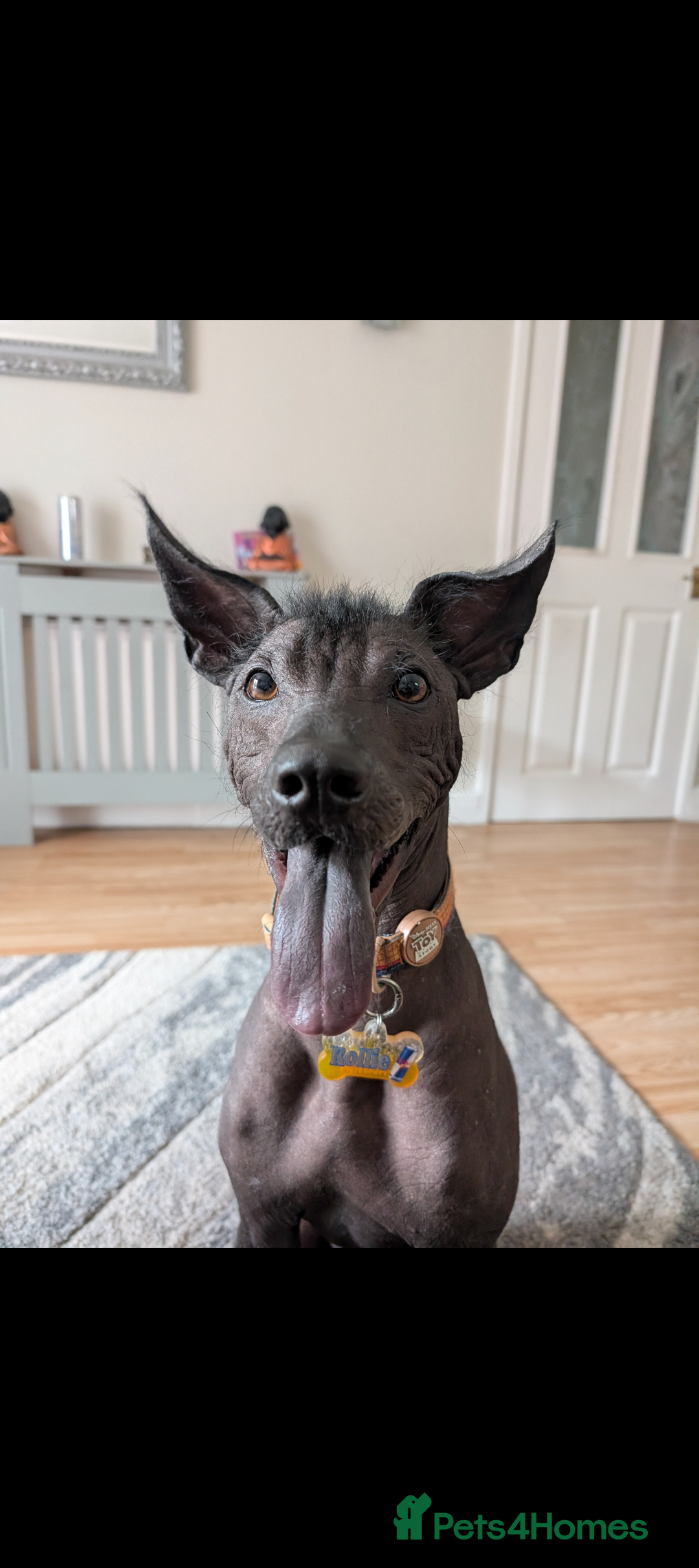 Mexican Hairless dogs for stud: Rollie the Xoloitzcuntle - Image 4