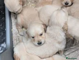 Golden Retriever 8 orange stripe