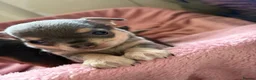 Chihuahua dogs for sale: 2 female quality chi pups available  - Advert 7