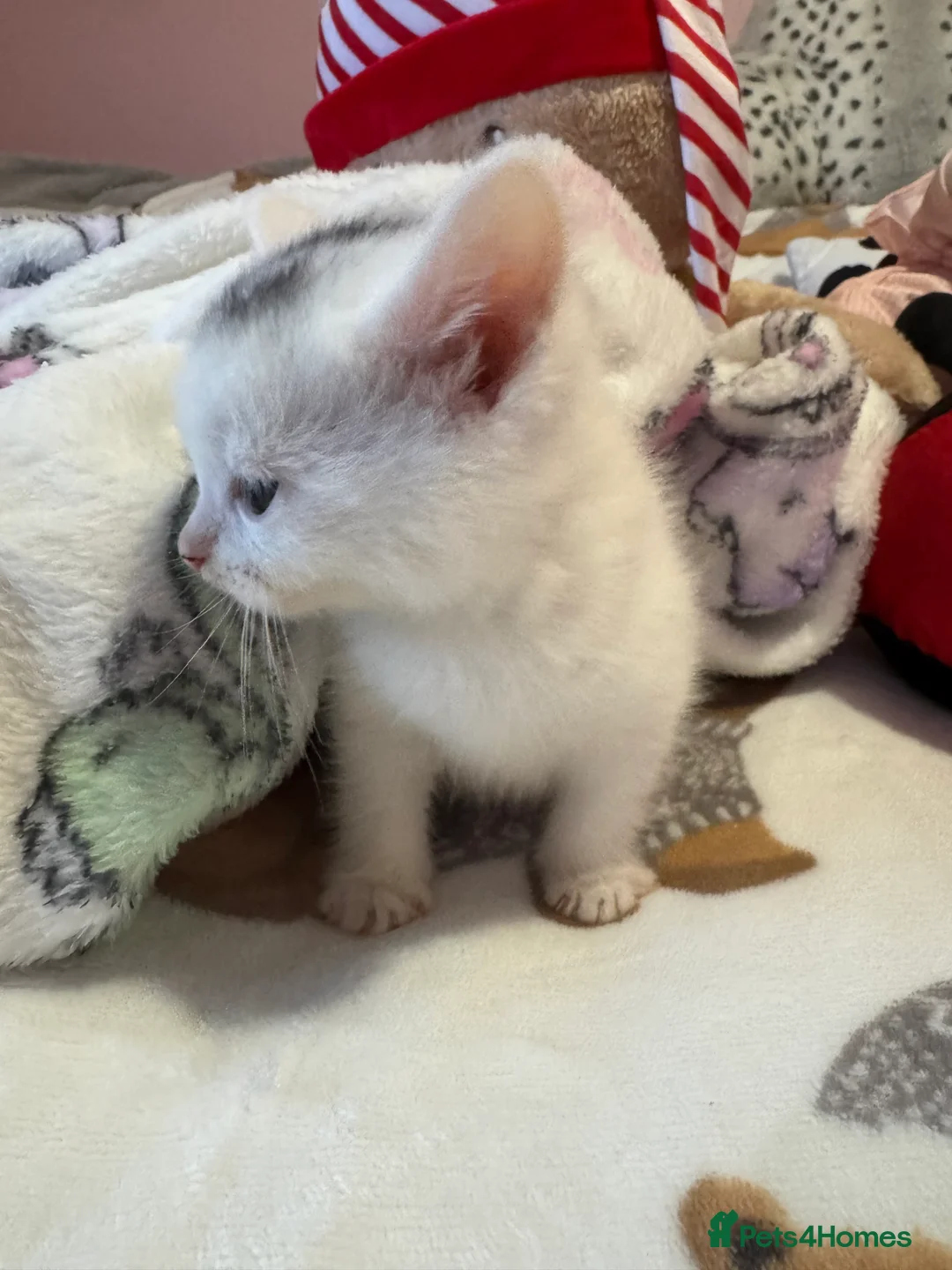 Mixed Breed cats for sale: 1 beautiful female kitten ready to leave!! - Advert 4