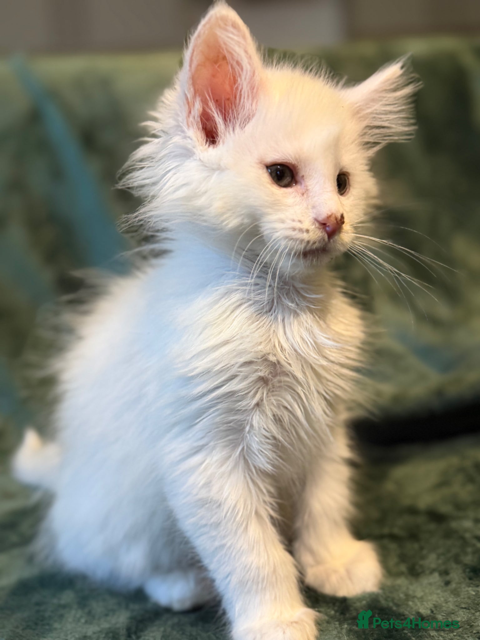 Maine Coon cats Ready to leave pedigree white male kittens - Advert 1