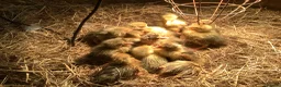 Geese poultry for sale: Ebden goslings in Okehampton - Advert 3
