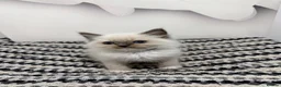 Ragdoll cats for sale: TICA Pedigree Ragdolls Kittens  - Advert 26