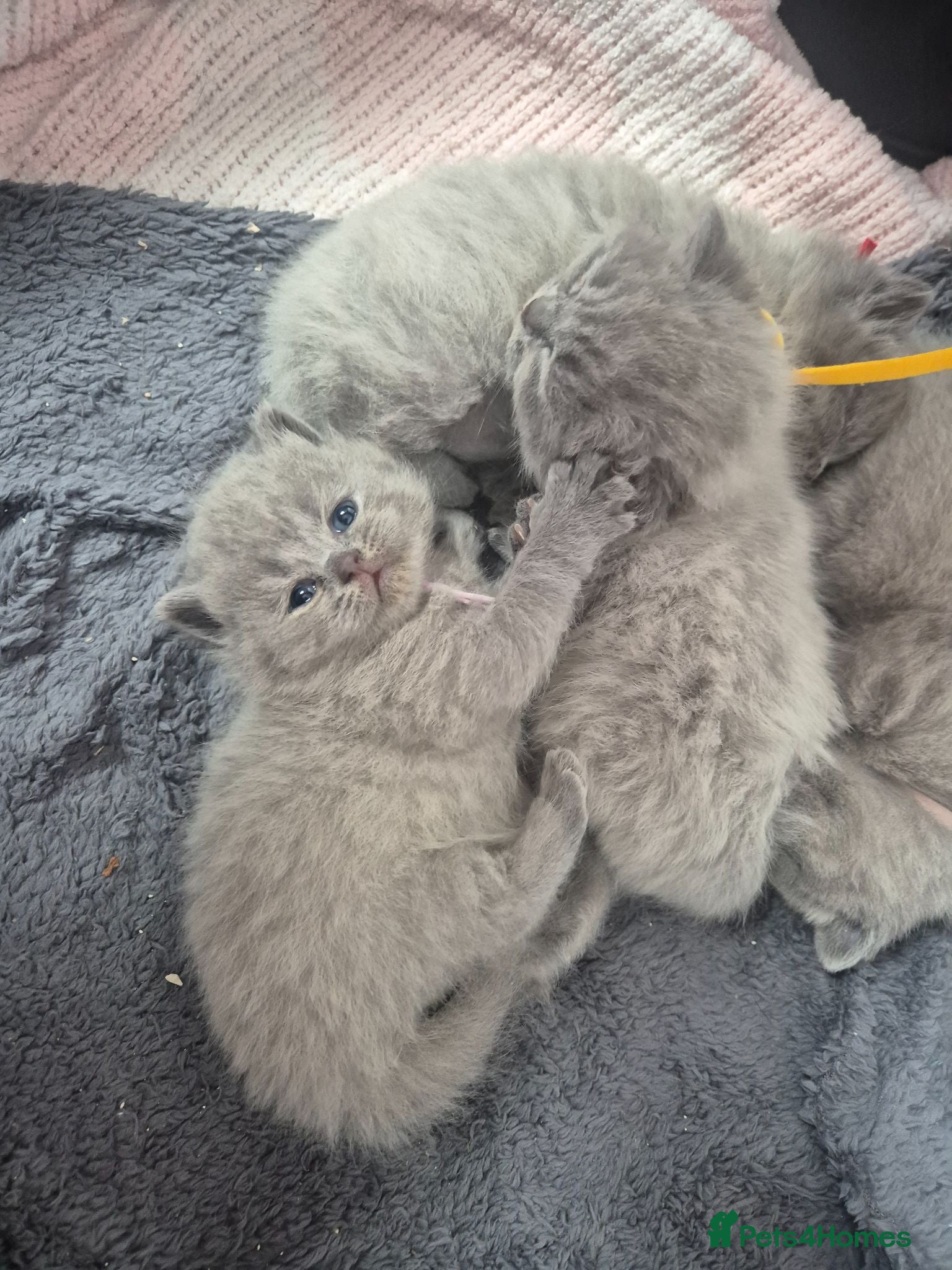 British Shorthair cats British short hair lilac - Advert 10