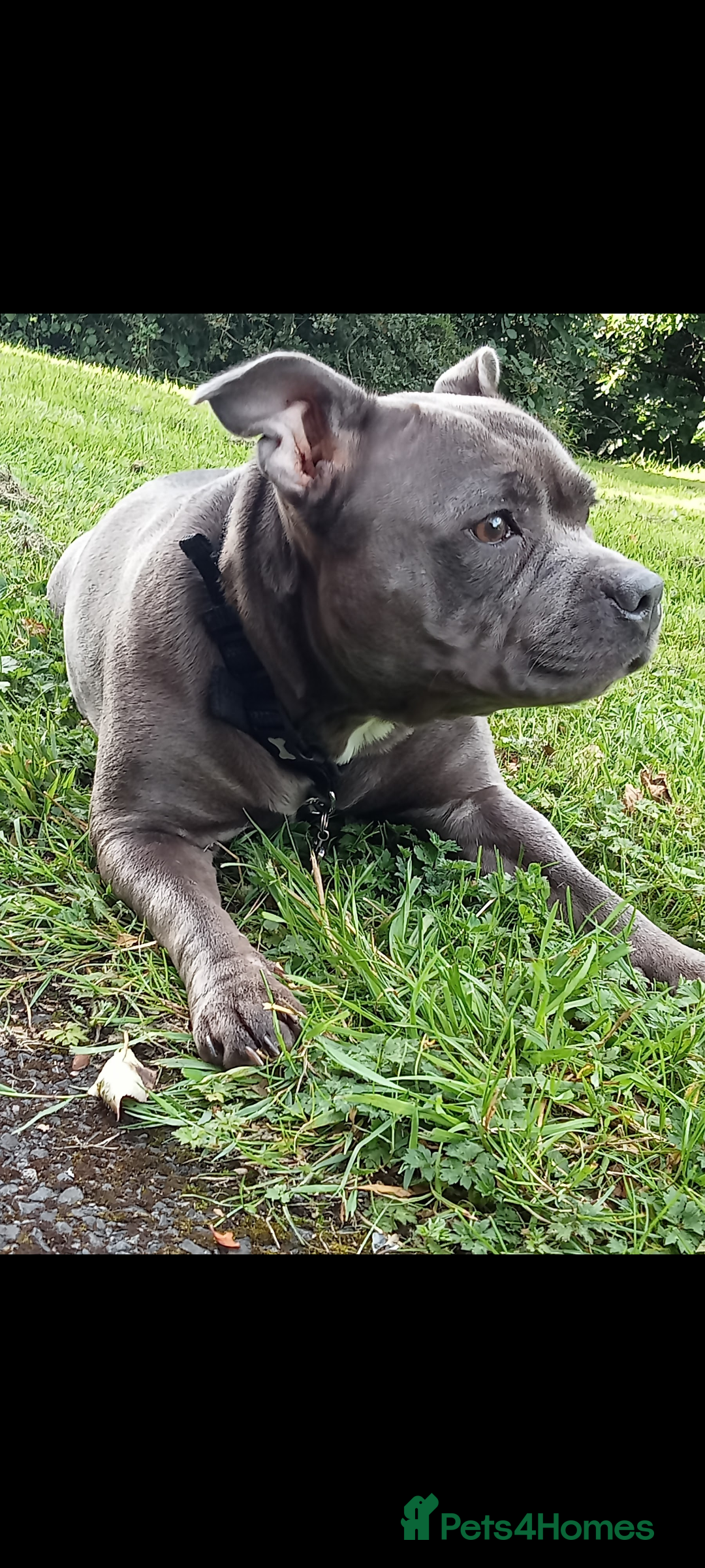 Staffordshire Bull Terrier dogs for sale: Beautiful Kennel registered blue staffie for sale  - Image 26