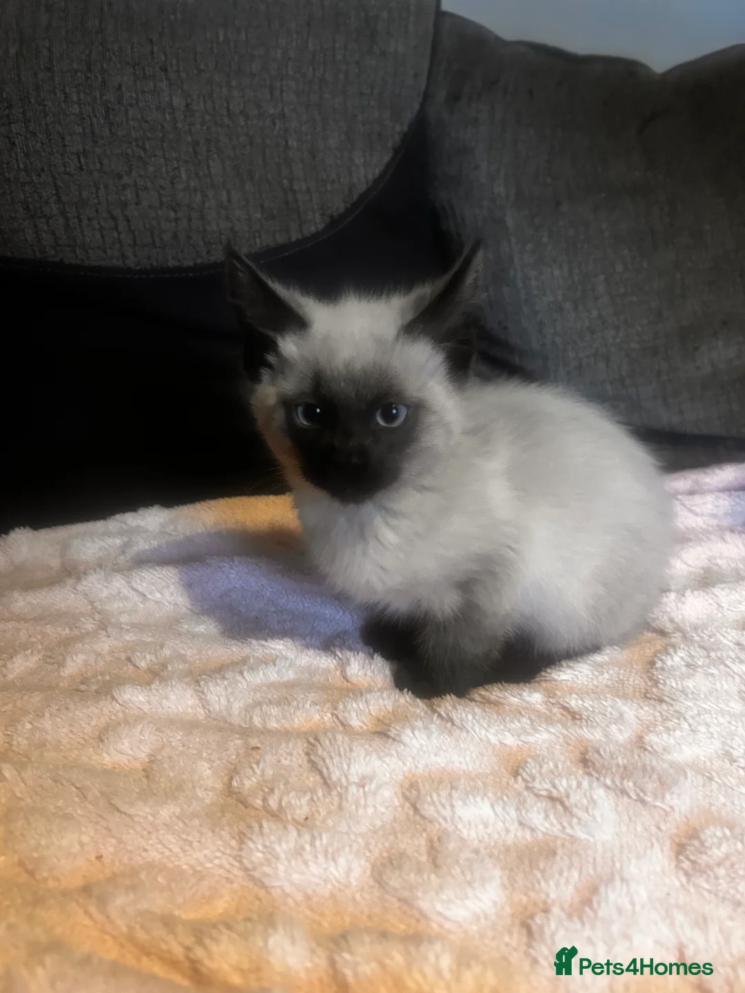 Maine Coon cats for sale: Ragcoon - Advert 3