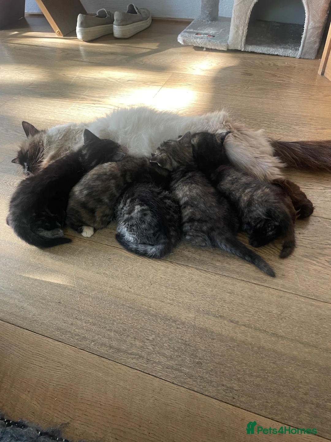 Mixed Breed cats for sale: Ragdoll x kittens  - Advert 2