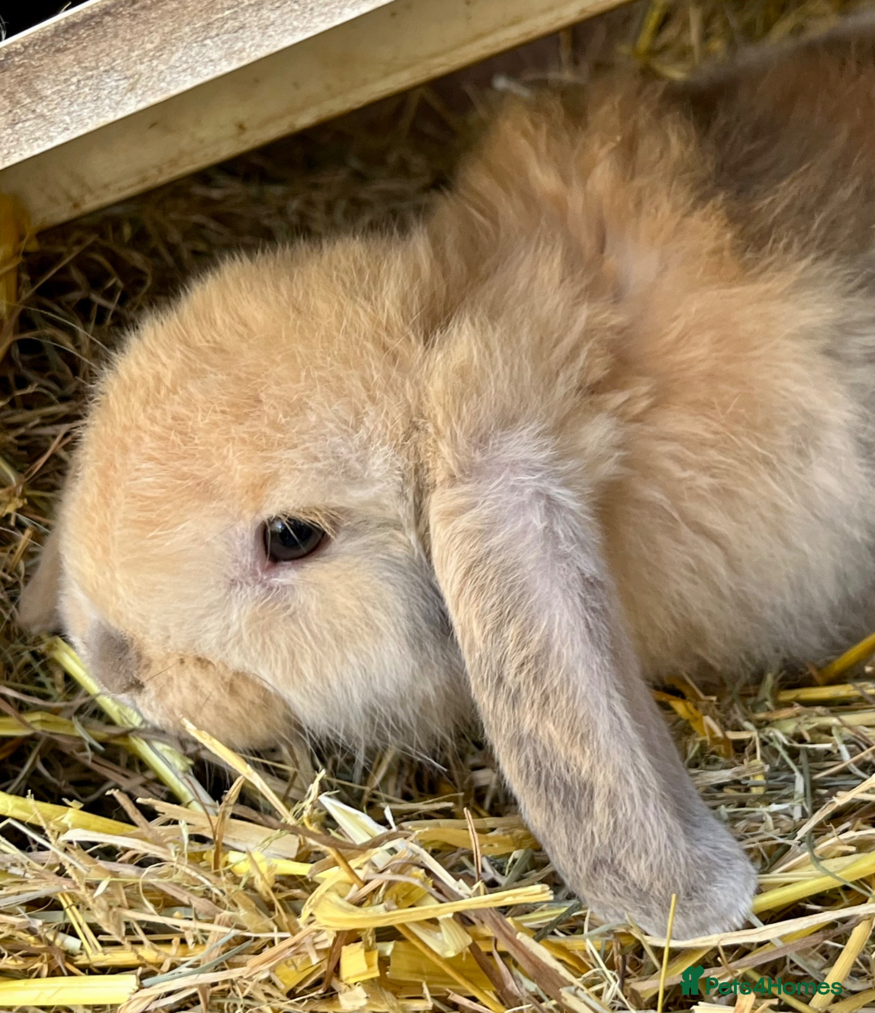 Mini Lop rabbits Baby Mini Lop Bunnies  - Advert 1