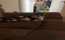 Domestic Shorthair cats for sale: Luna needs a new home! - Image 8