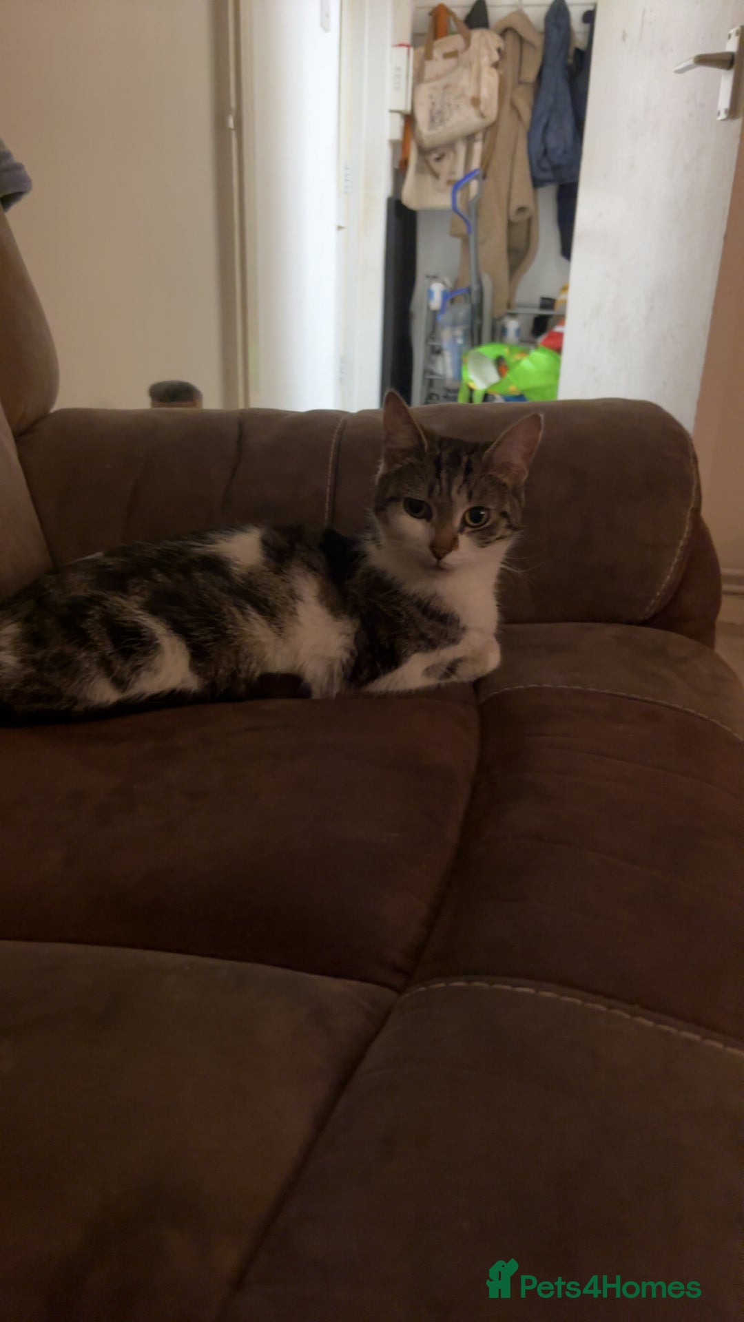 Domestic Shorthair cats for sale: Luna needs a new home! - Image 8