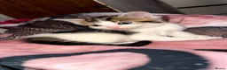 Ragdoll cats for sale: Male kitten ragdoll  in Calne - Advert 9
