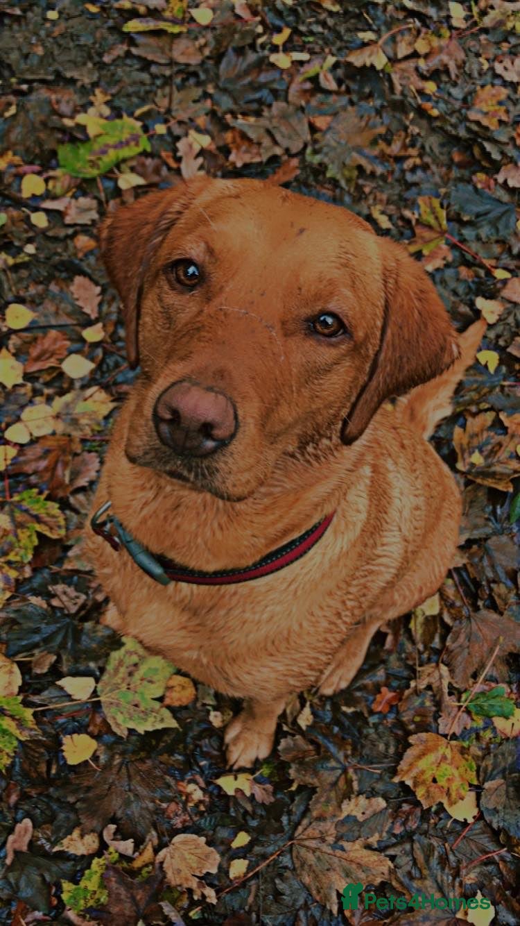 Labrador Retriever dogs KC REGISTERED WORKING LINE YELLOW LABRADOR PUPS - Advert 1