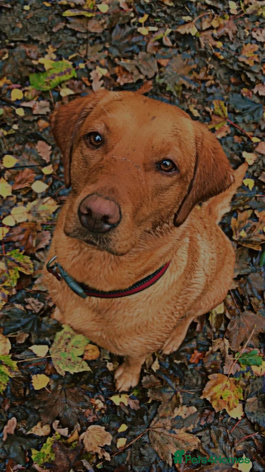 Labrador Retriever dogs for sale: KC REGISTERED WORKING LINE YELLOW LABRADOR PUPS - Advert 1