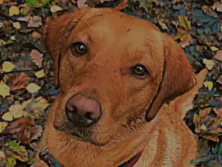 Labrador Retriever dogs KC REGISTERED WORKING LINE YELLOW LABRADOR PUPS - Advert 1