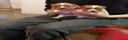 Cavalier King Charles Spaniel dogs for sale: King Charles puppies  - Advert 5