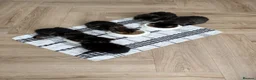 Maine Coon cats for sale: 🐾 Beautiful Maine Coon Kittens Ready Now! 🐾 - Advert 17