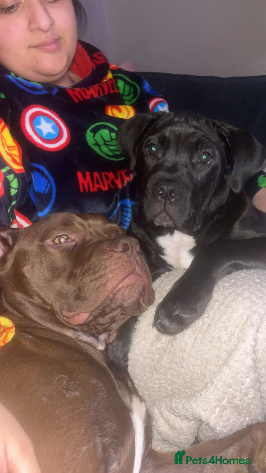 Cane Corso dogs for sale: Cane corso puppy- Cali - Advert 2