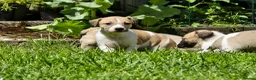Mixed Breed dogs for sale: Whippet cross whippet lurcher - Advert 9