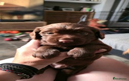 Cocker Spaniel dogs for sale: Working Cocker Pup - Image 1