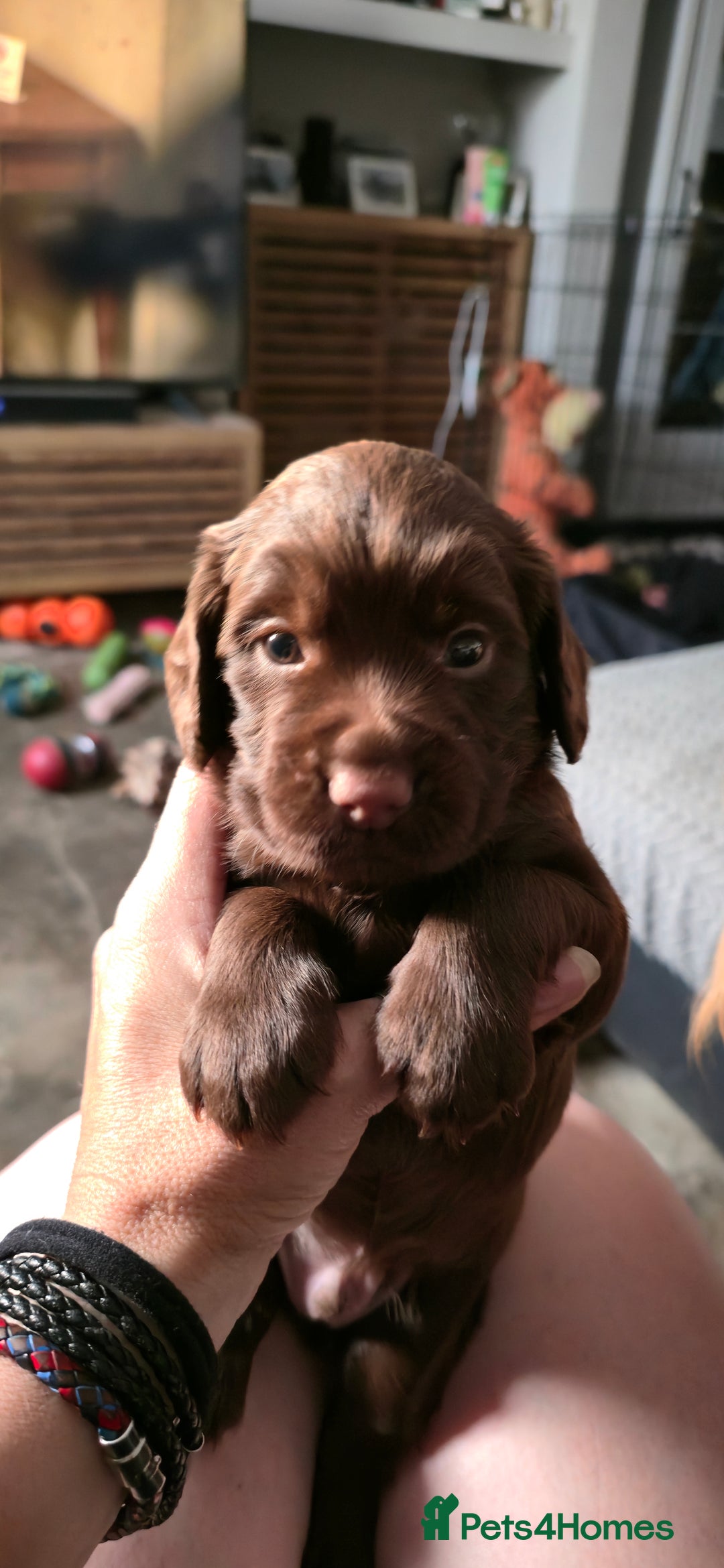 Cocker Spaniel dogs for sale: Working Cocker Pup - Image 1