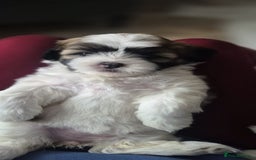 Lhasa Apso dogs for sale: Lhasa Apso  - Image 3