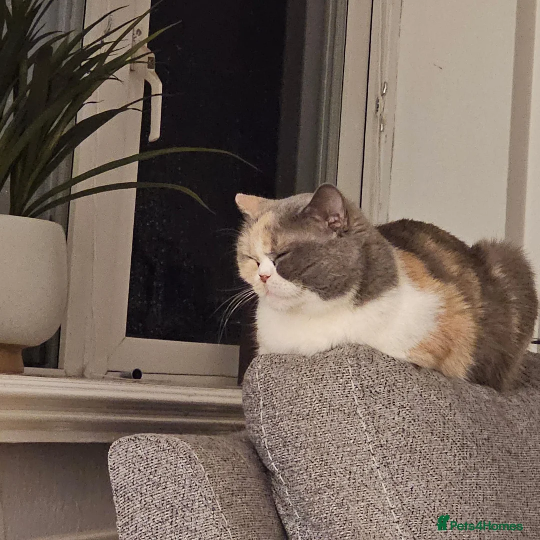 British Shorthair cats for sale: GCCF retiring queens - Advert 1
