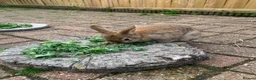Netherland Dwarf rabbits for sale: Brown Netherland Dwarf Cross Rabbit  - Advert 8