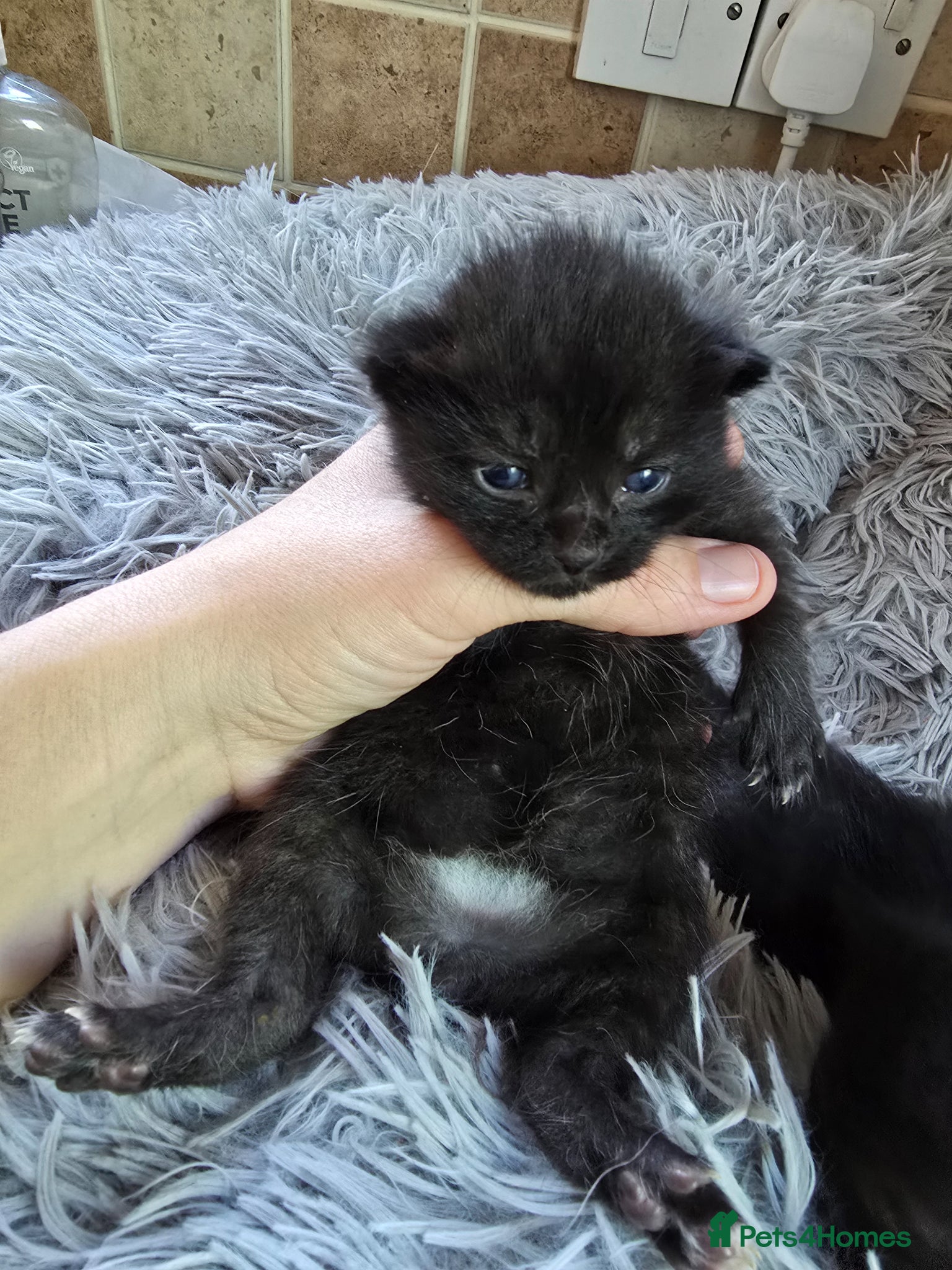 Mixed Breed cats Cute chunky kittens - Advert 3