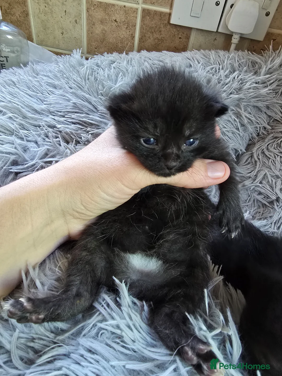 Mixed Breed cats for sale: Cute chunky kittens - Advert 1