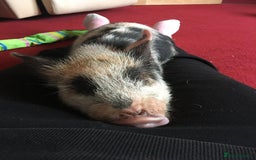 Pig livestock for sale: Micro pigs /t cup - Image 15